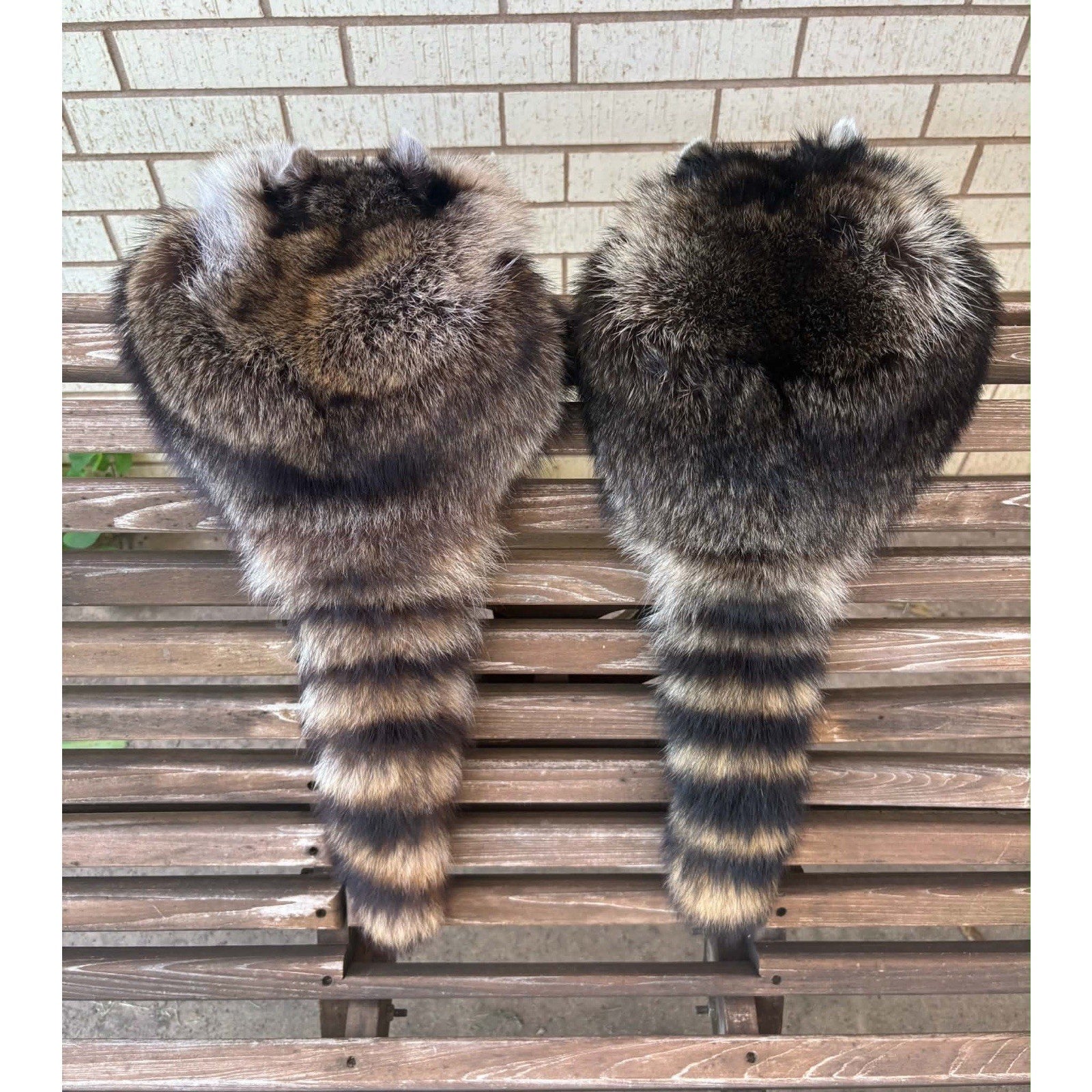 FHMM0629 - Premium Hand Crafted Daniel Boone Raccoon Hats Taxidermy