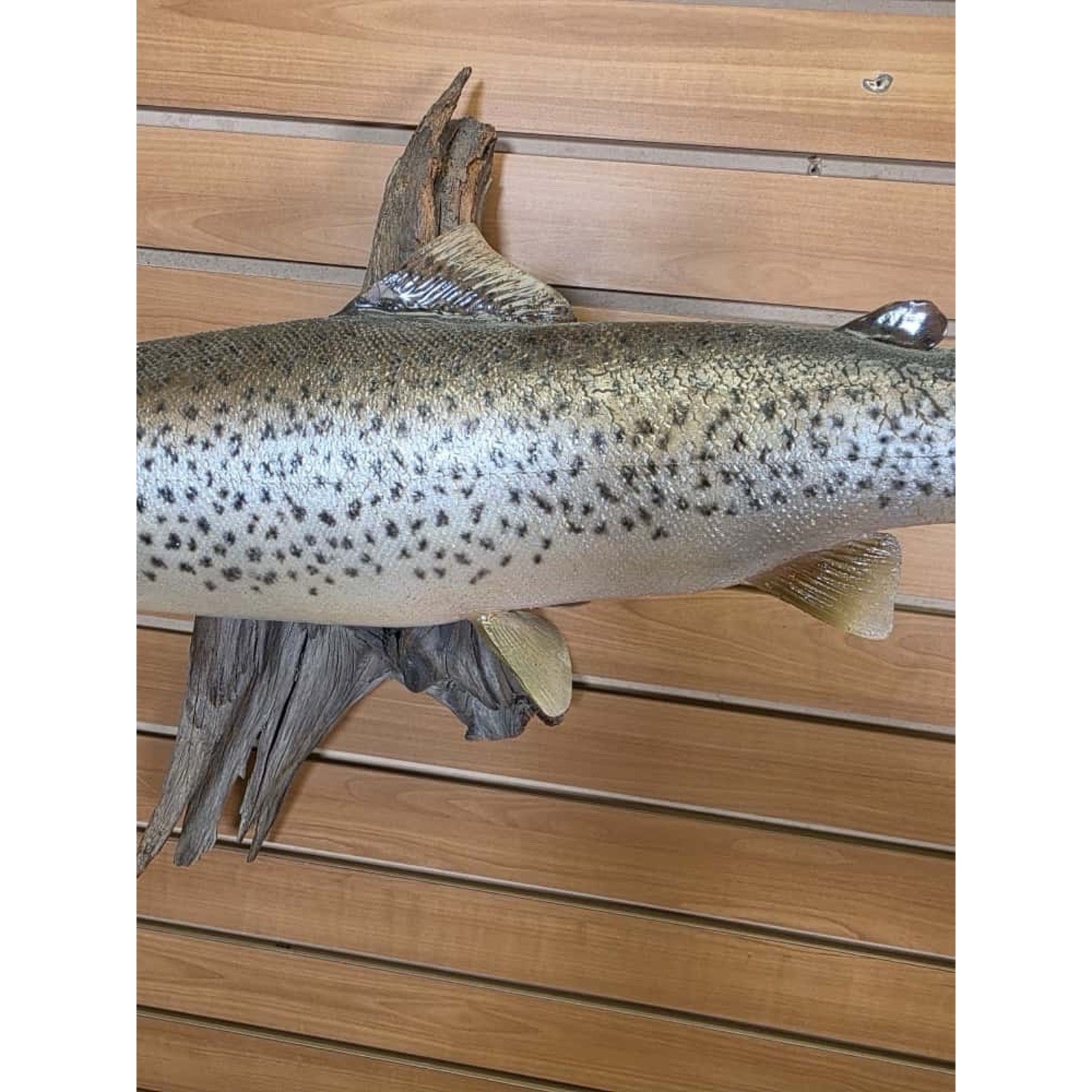 JTV216 - Real Skin Trout Fish Taxidermy Mount 21”