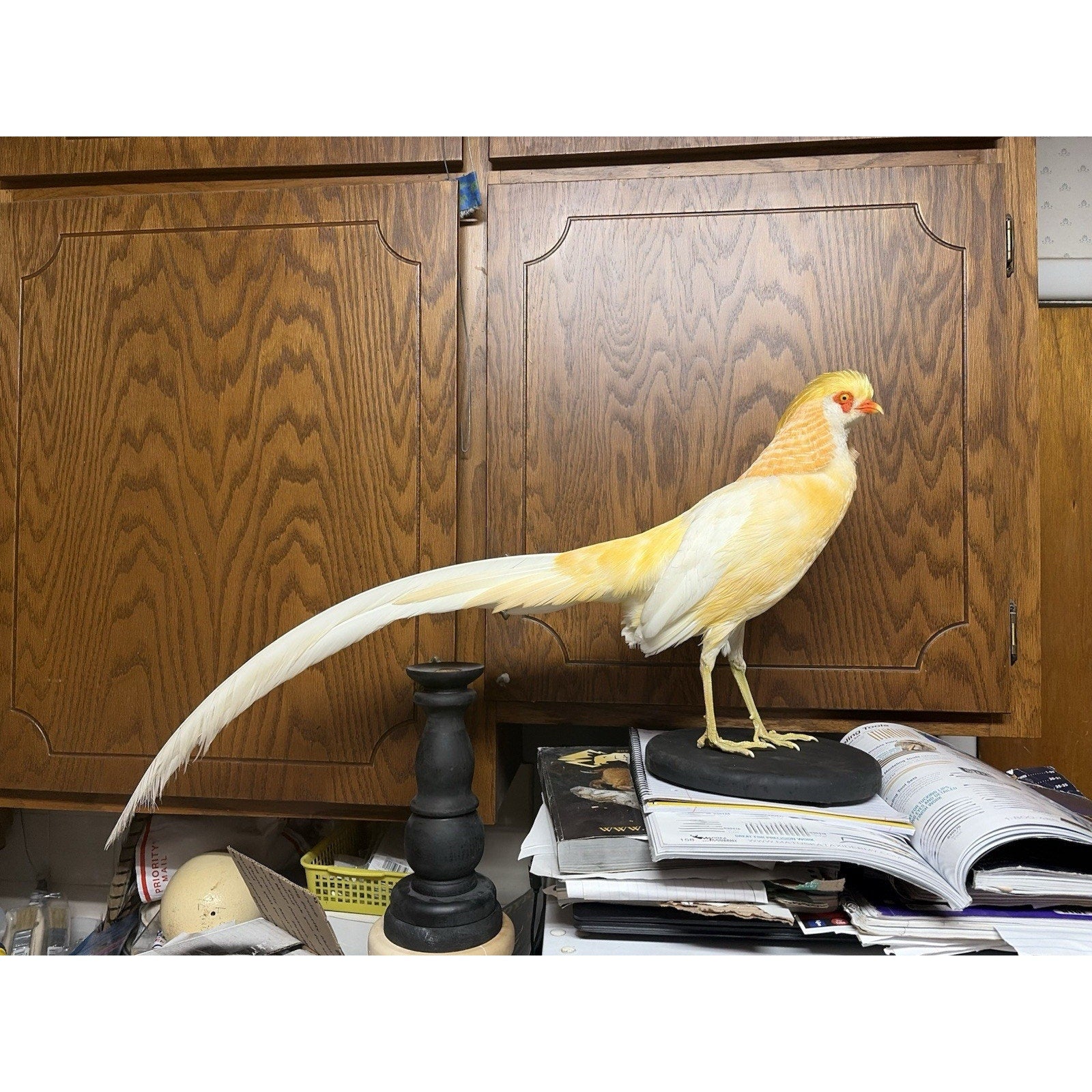 JROQ1 - Peach Golden Pheasant Taxidermy Mount