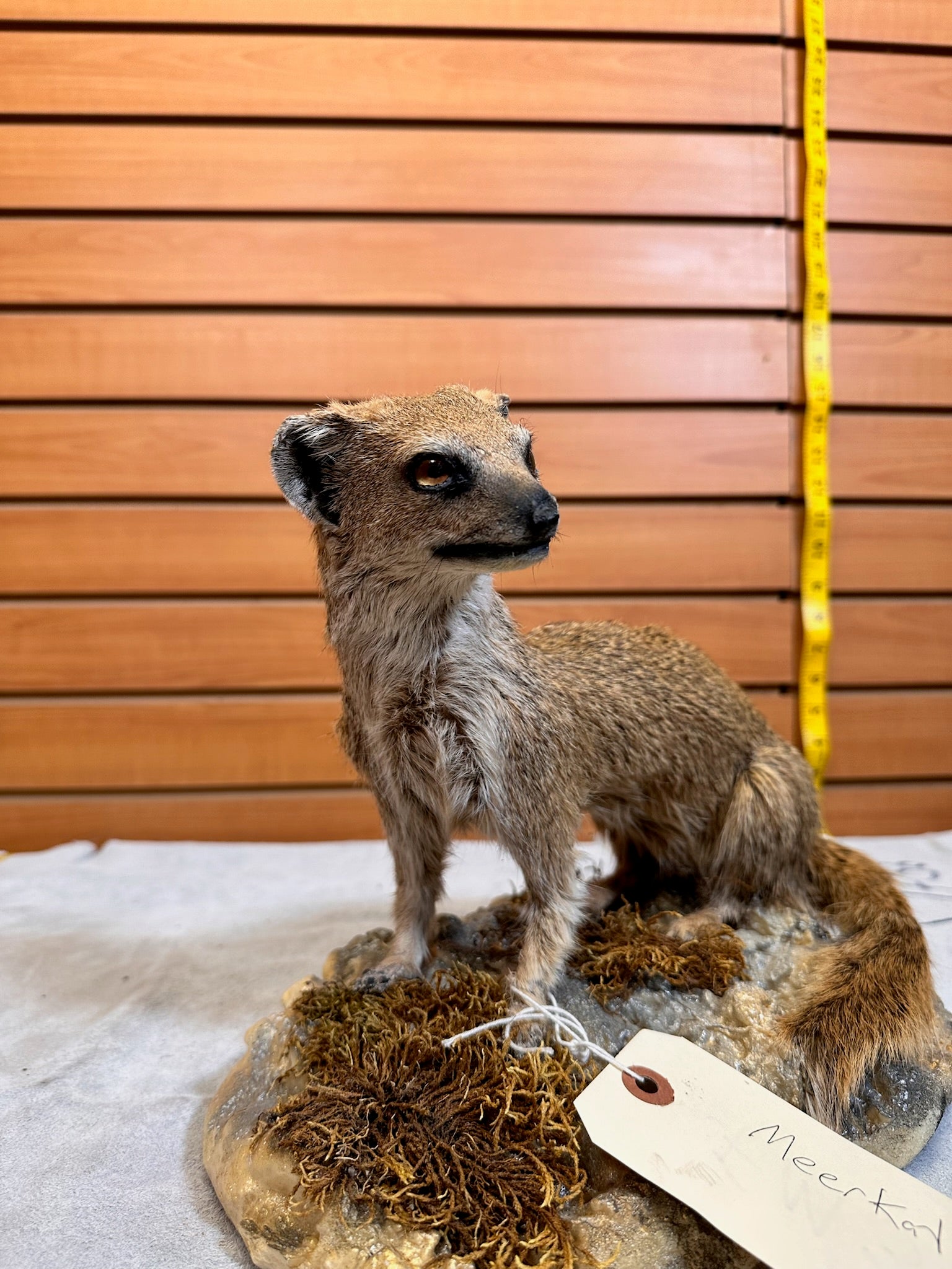 FH115-Rare Meerkat / Suricate Real Taxidermy Mount
