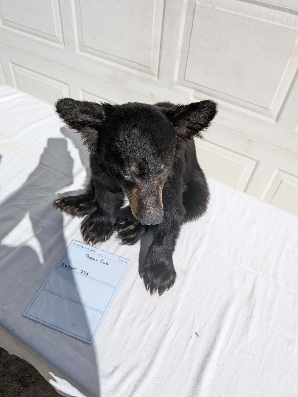 FHPAT235 -Baby Black Bear Cub Full Body taxidermy mount