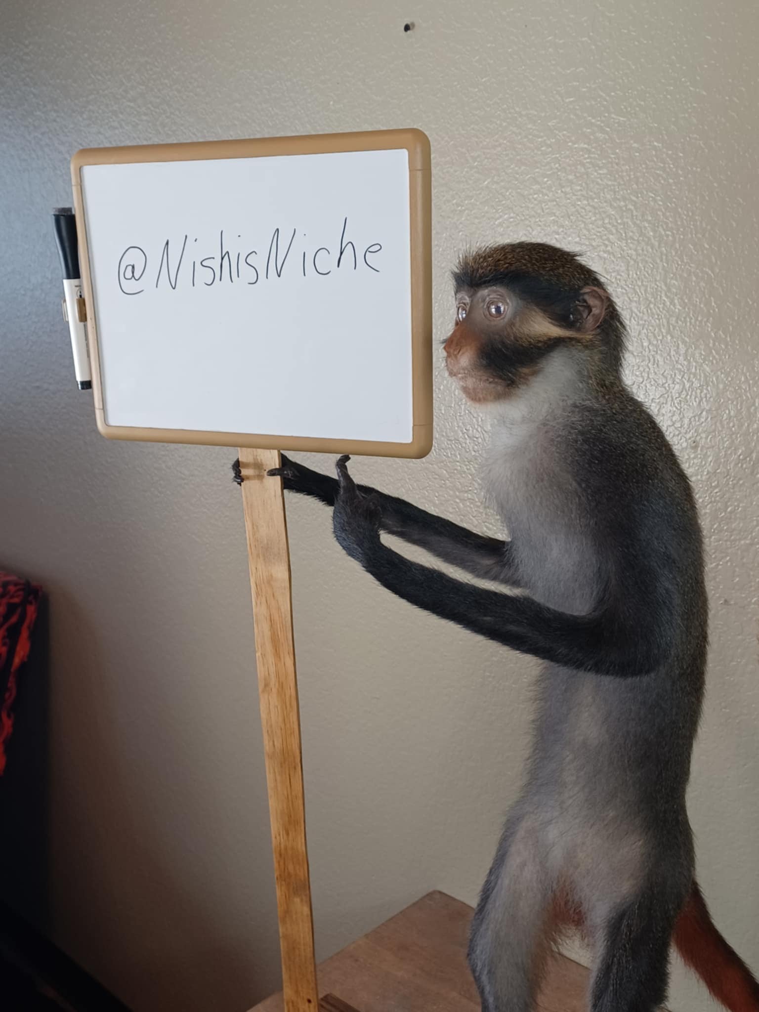 Red eared monkey taxidermy mount