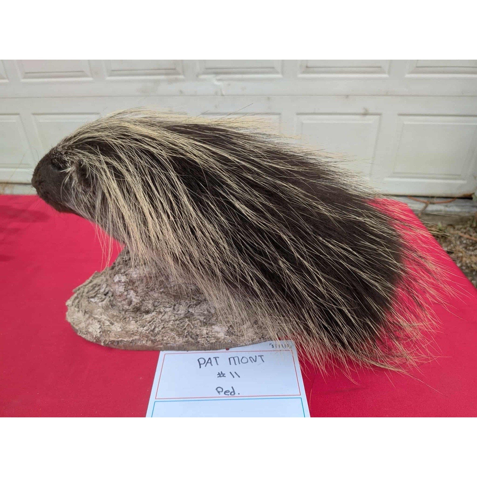 FHPORC11 - Beautiful Montana Prime Winter Porcupine Shoulder Taxidermy Mount