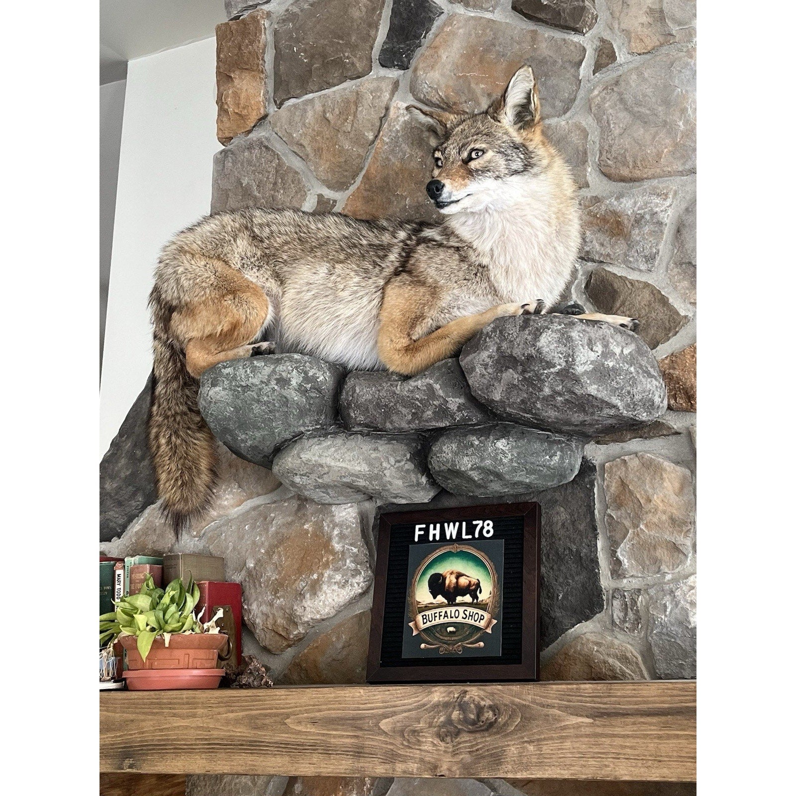 FHWL78 - Coyote Museum Quality Wall mount Taxidermy