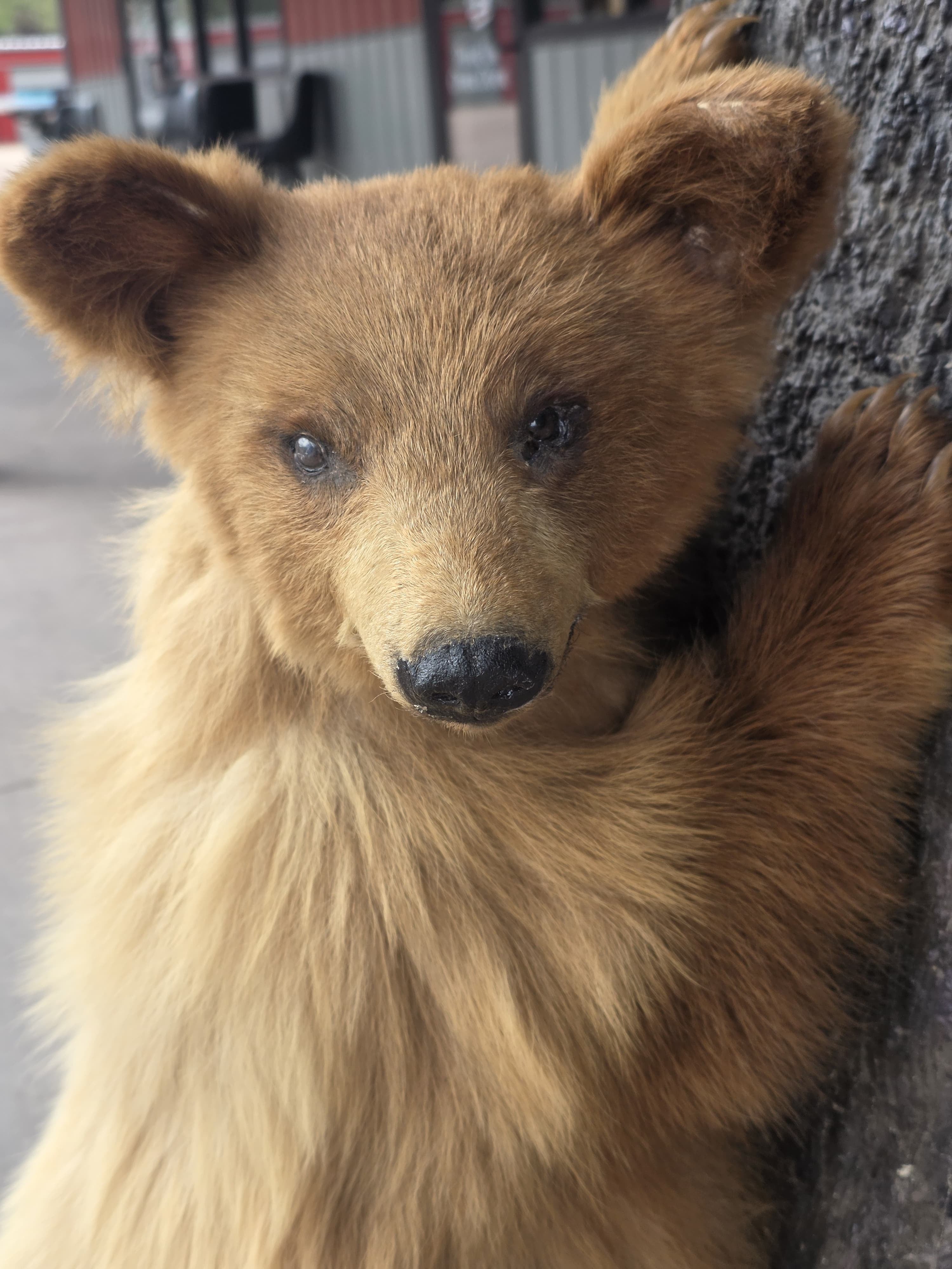 FH7828 - Extremely cute baby bear taxidermy mount