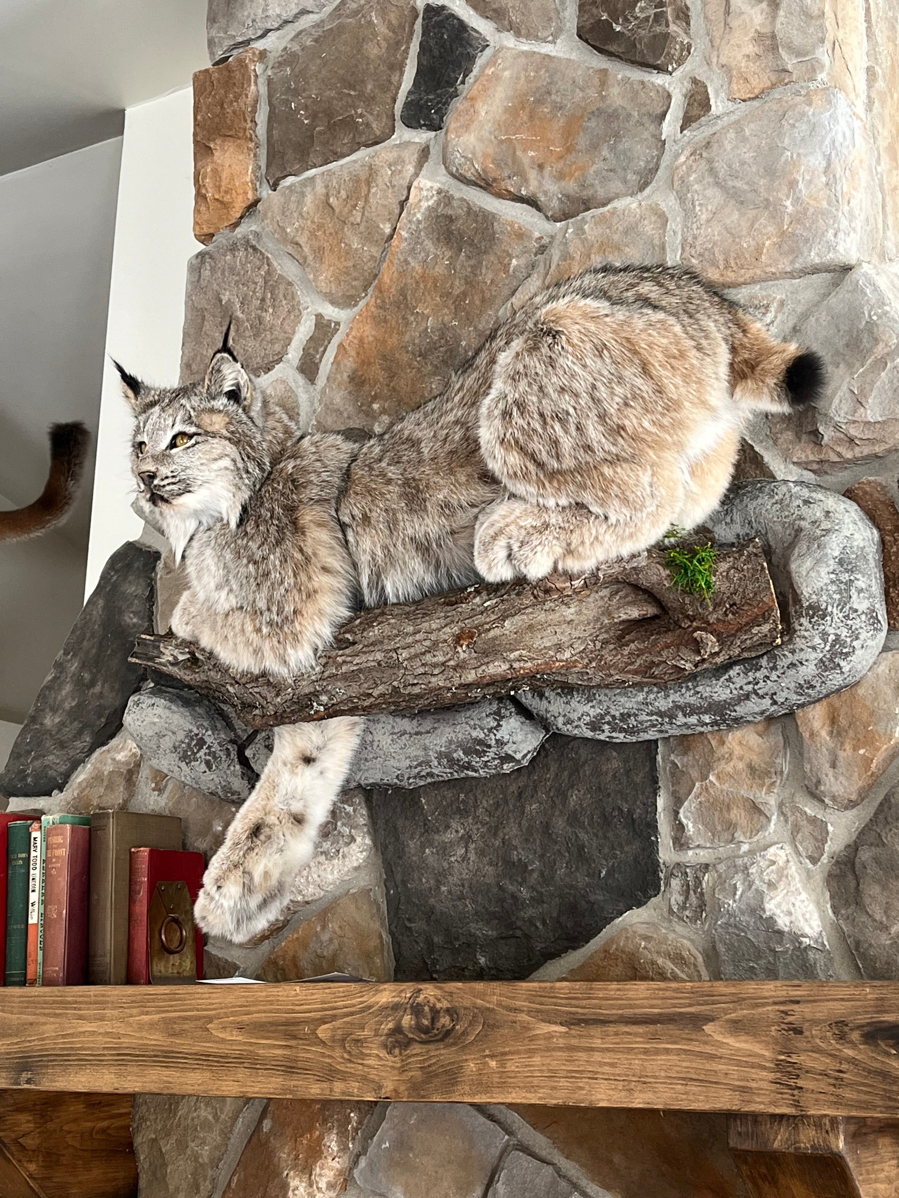 FHWL30 - Alaskan Lynx Taxidermy Full Body Mount Prime Fur
