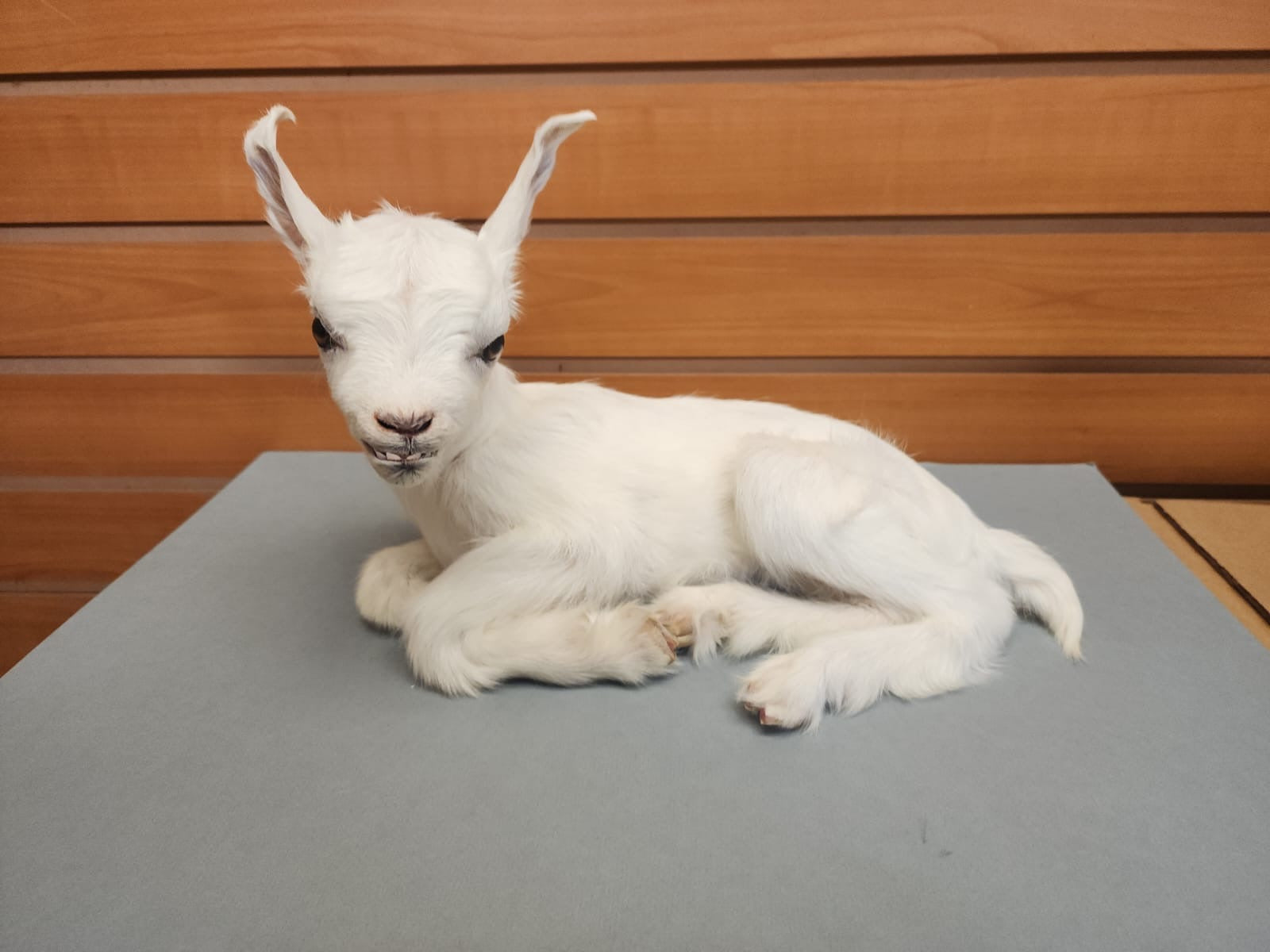 FHGOAT17 - Baby goat tiny taxidermy mount free standing