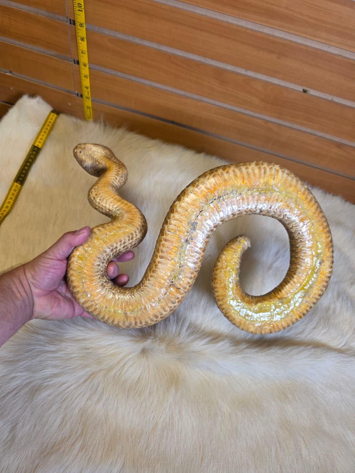 JF5 - Rattlesnake taxidermy mount