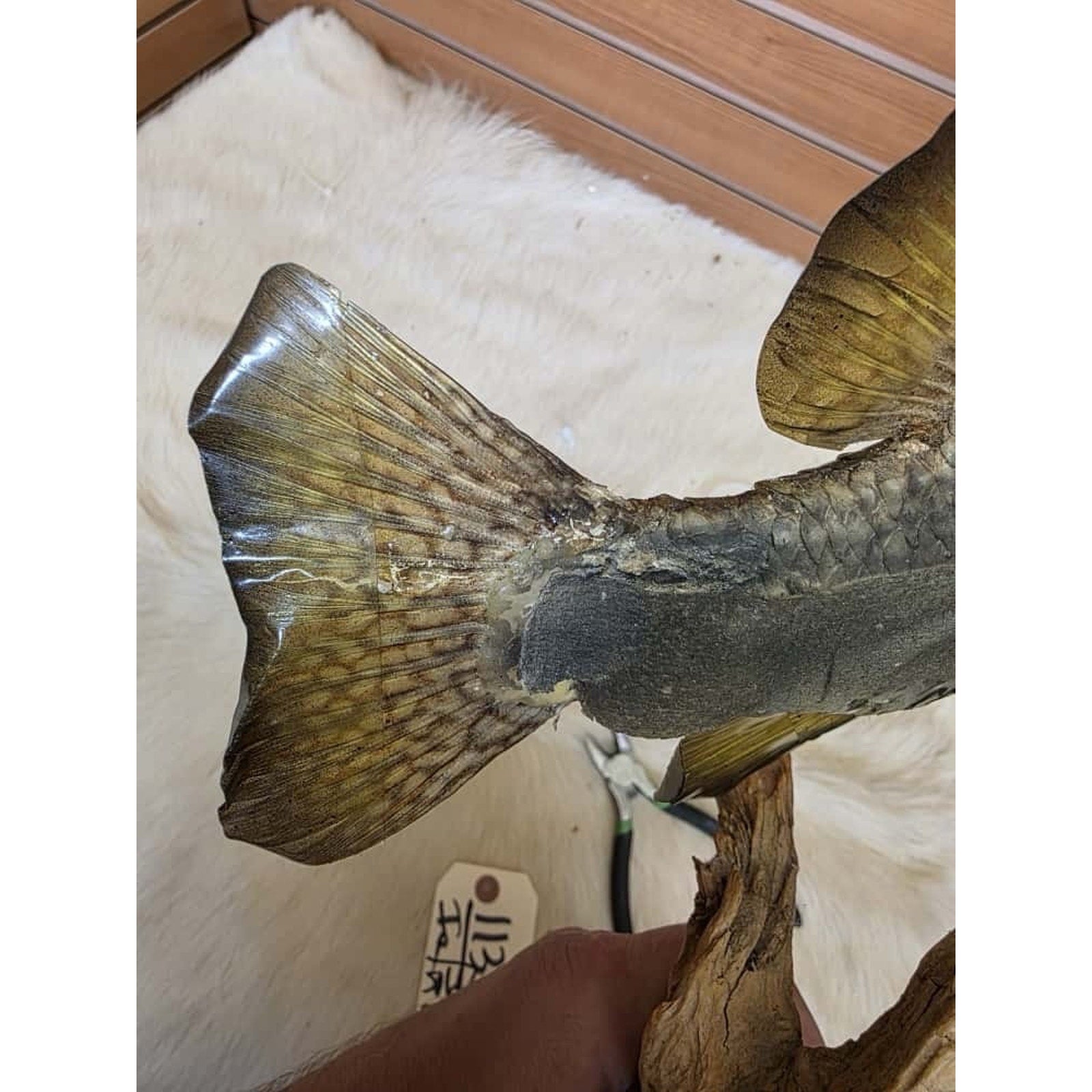 JTV227 - Real Skin Crappie Fish Taxidermy Mount 11.5”