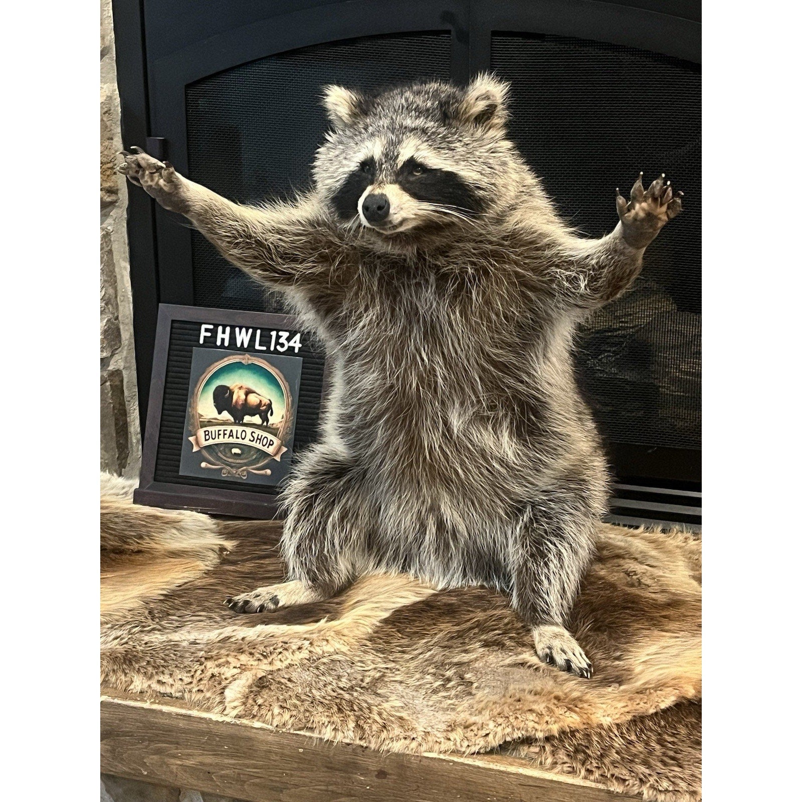 FHWL134 - Fat Raccoon Taxidermy Mount