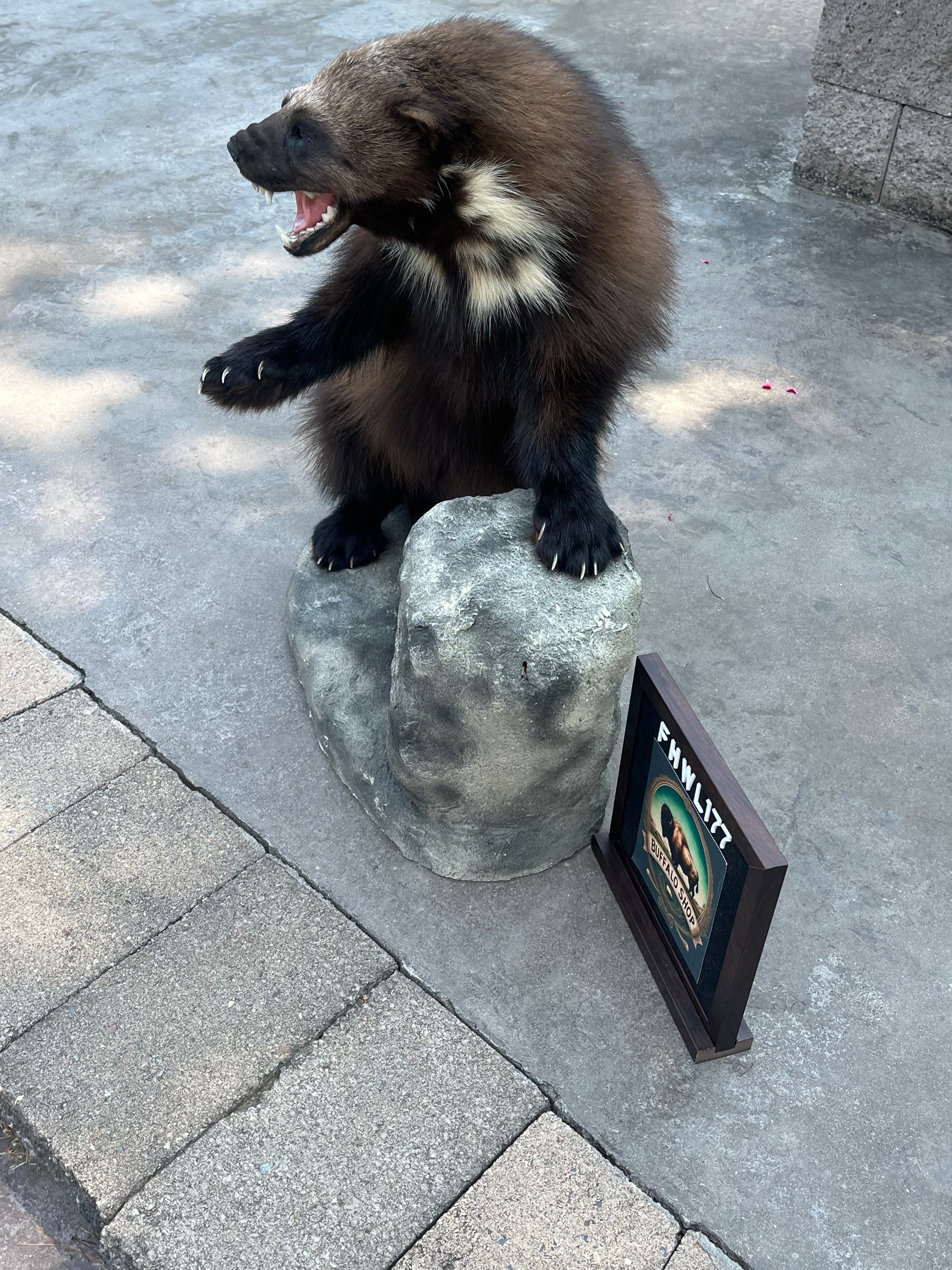 FHWL177 - Beautiful Aggressive Alaskan Wolverine Prime Fur Taxidermy Mount