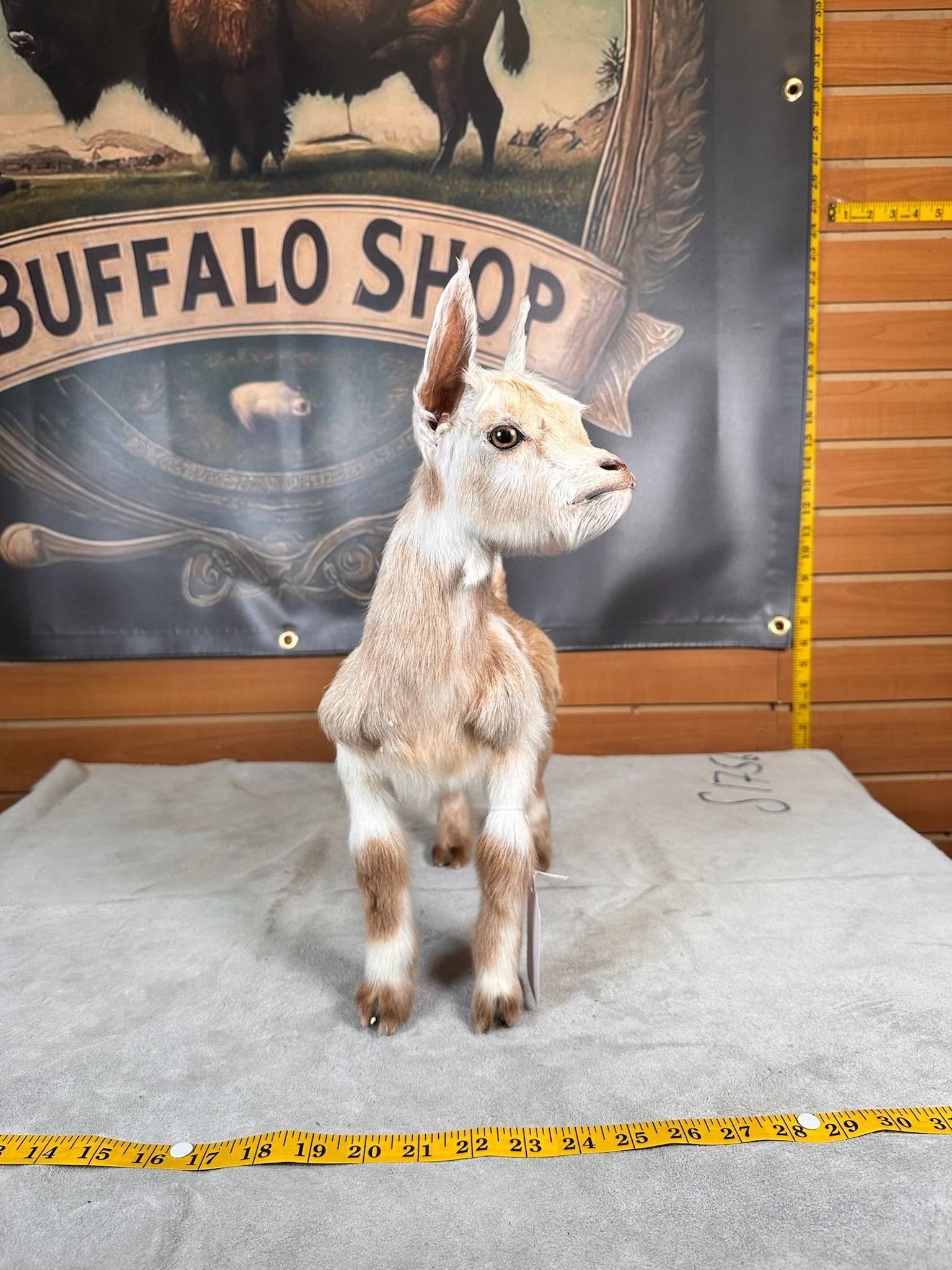 FHGOAT5- Baby goat tiny taxidermy mount free standing