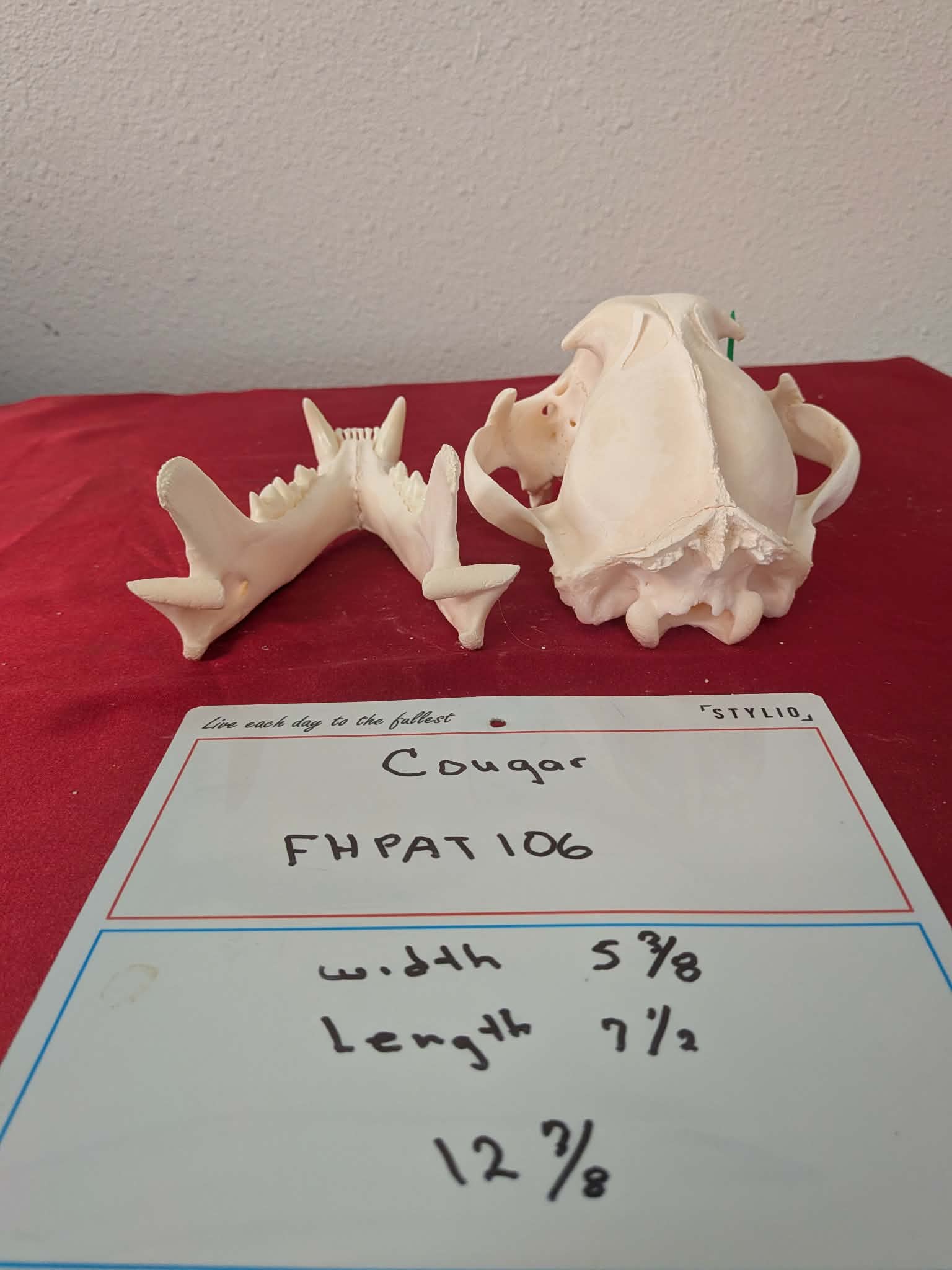 FHPAT106 -professionally cleaned cougar skull