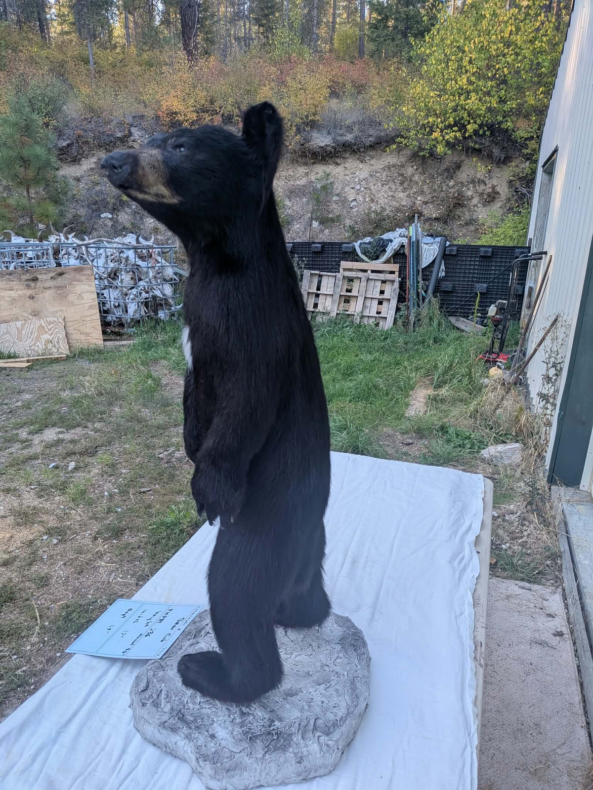 FHPAT236 - Extremely cute baby bear taxidermy tiny imount (Copy)