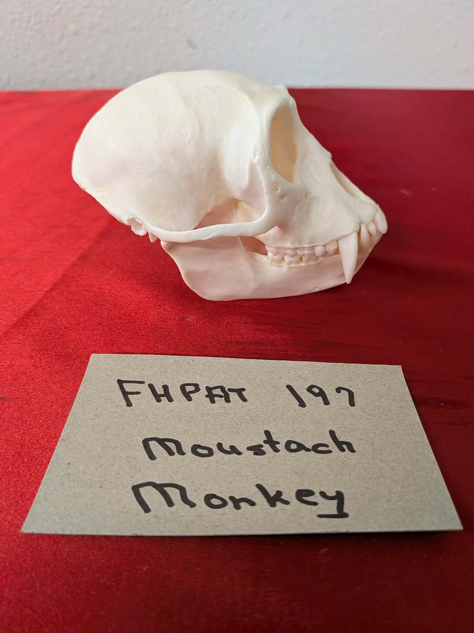 FHPAT197 - mustached real monkey skull