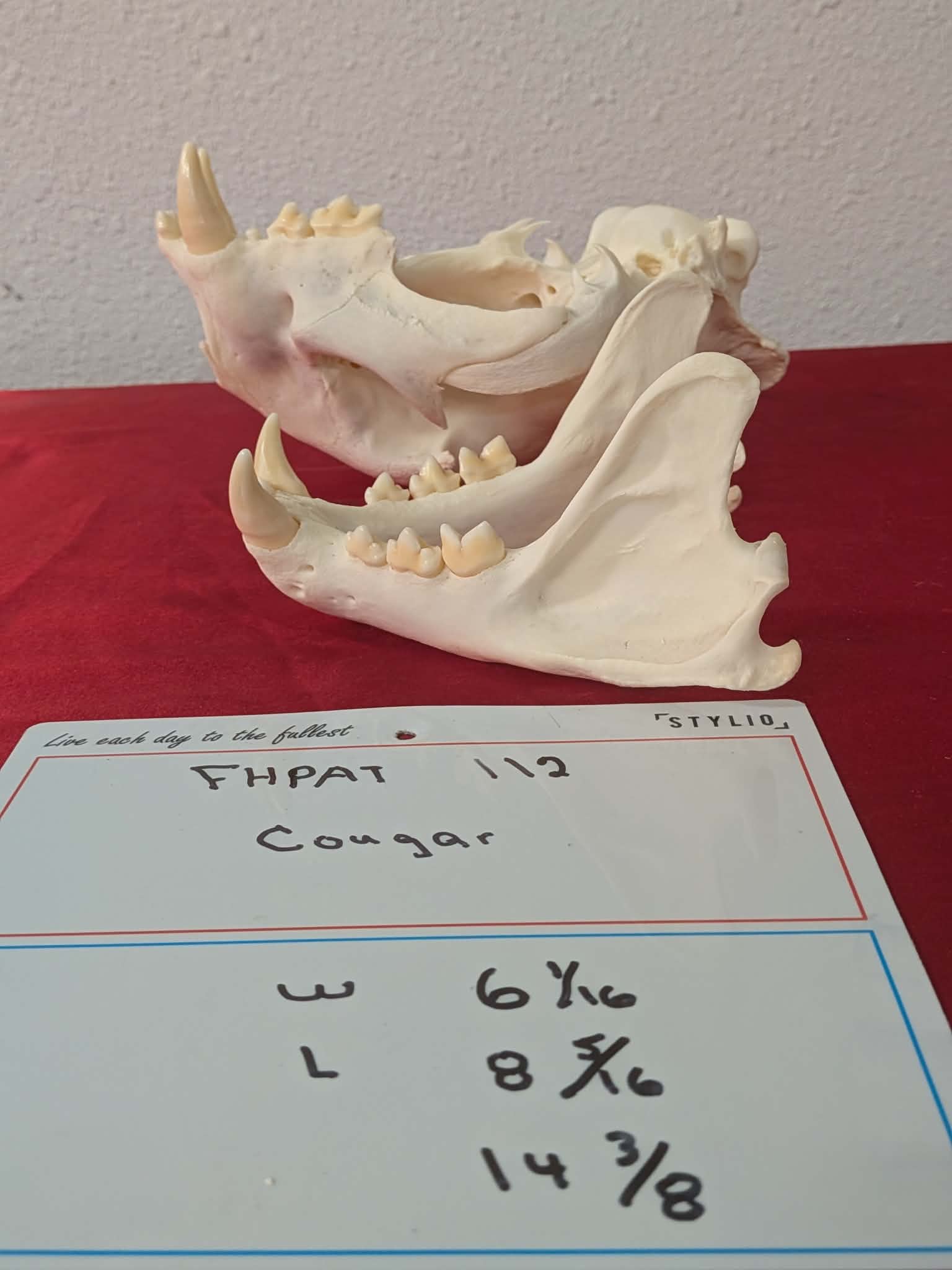 FHPAT112 - real Cougar Skull