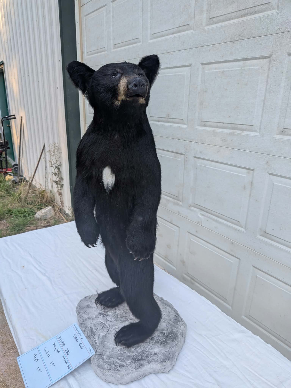 FHPAT236 - Extremely cute baby bear taxidermy tiny imount (Copy)