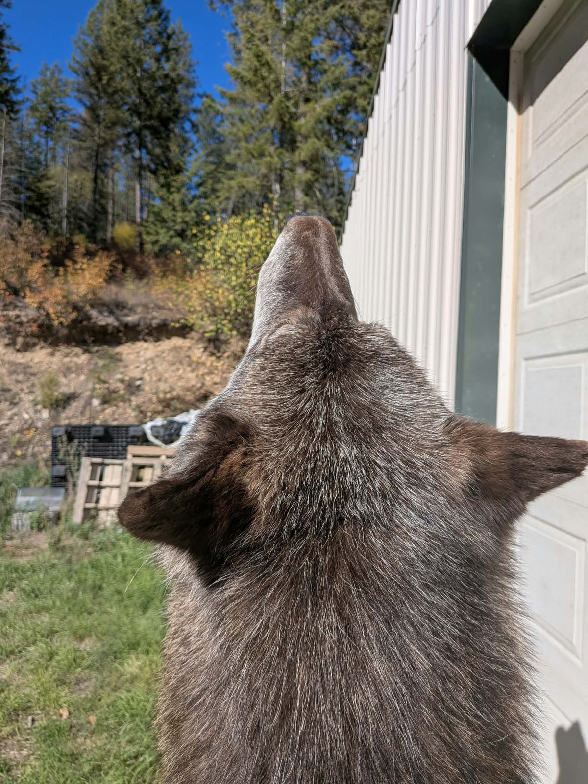 FHPAT247- Beautiful Alaskan Wolf Lifesize Taxidermy Mount
