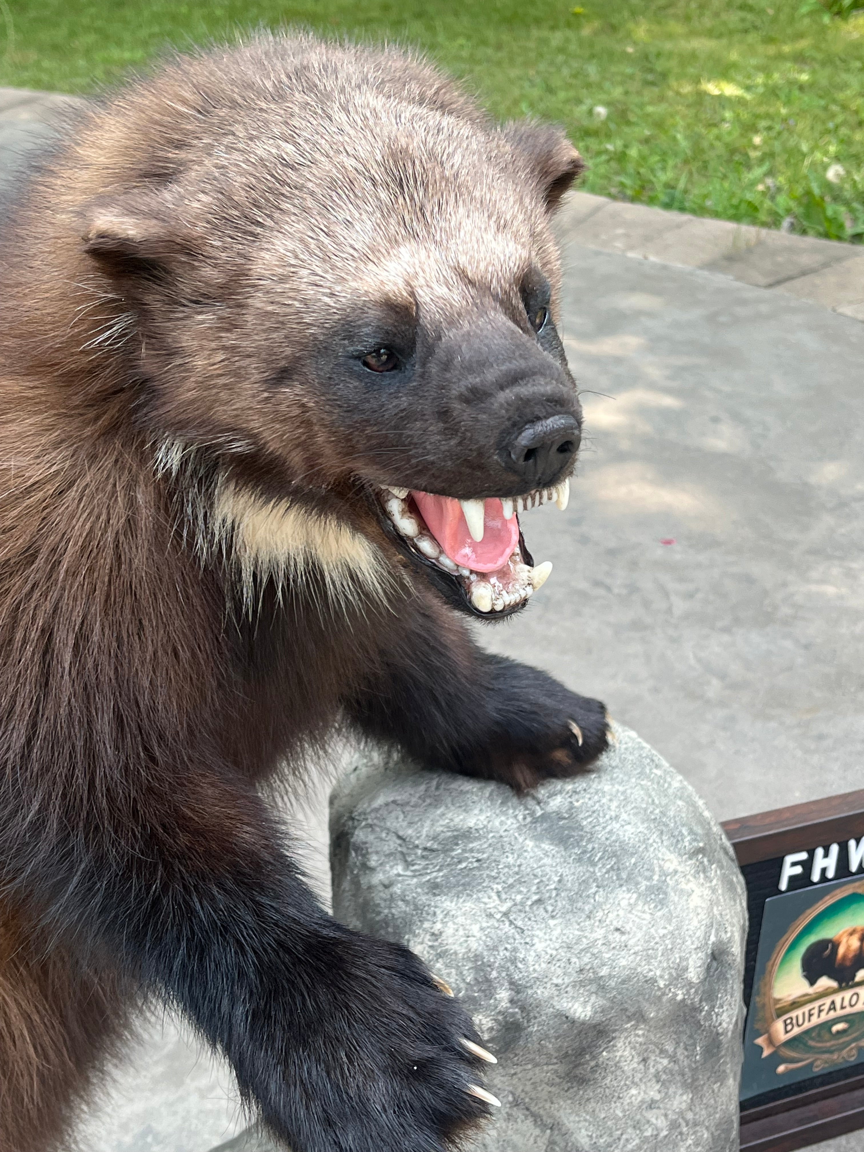 FHWL177 - Beautiful Aggressive Alaskan Wolverine Prime Fur Taxidermy Mount