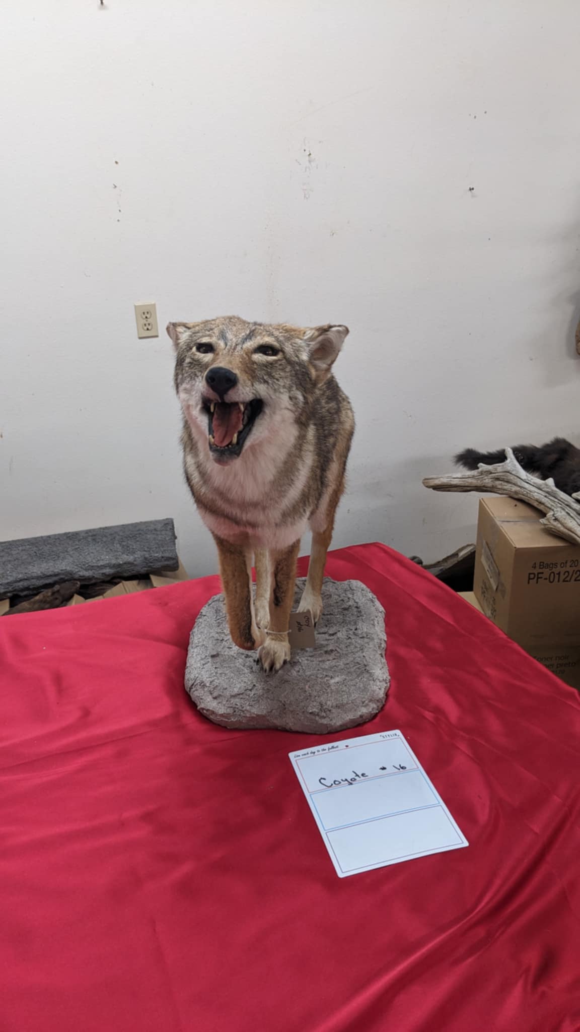 FHPAT5-Coyote full body taxidermy mount