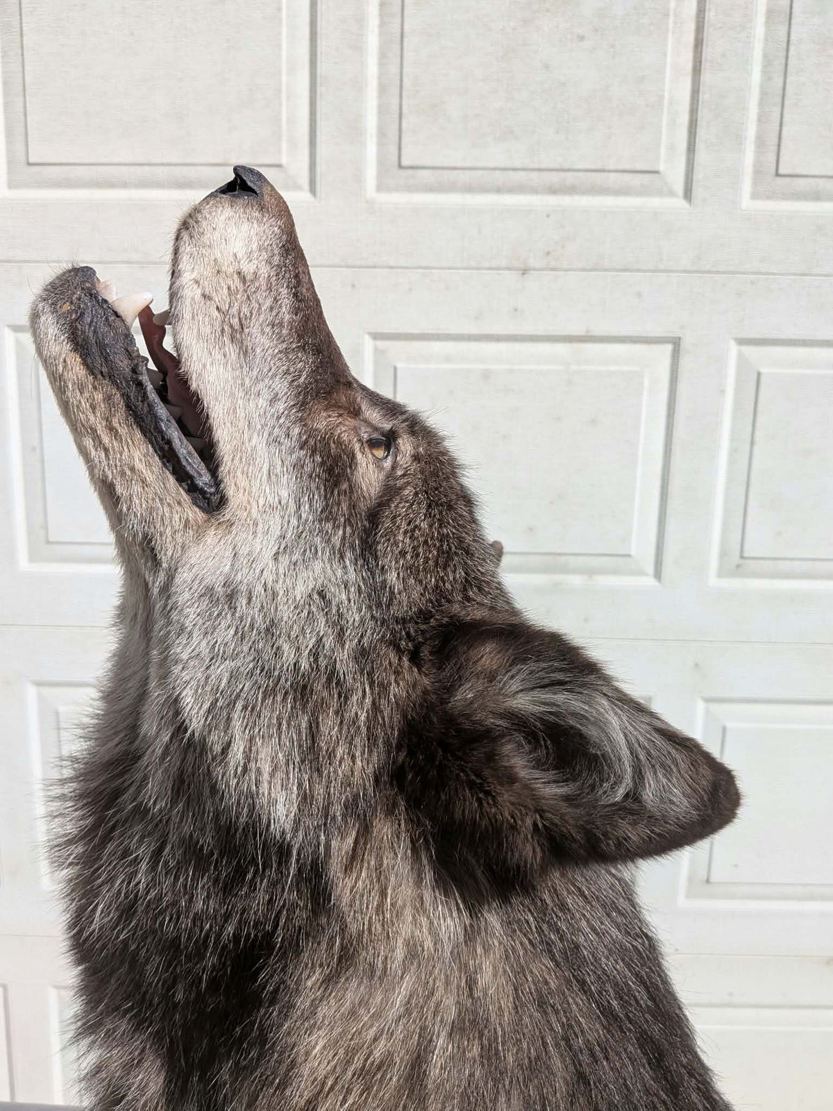 FHPAT247- Beautiful Alaskan Wolf Lifesize Taxidermy Mount
