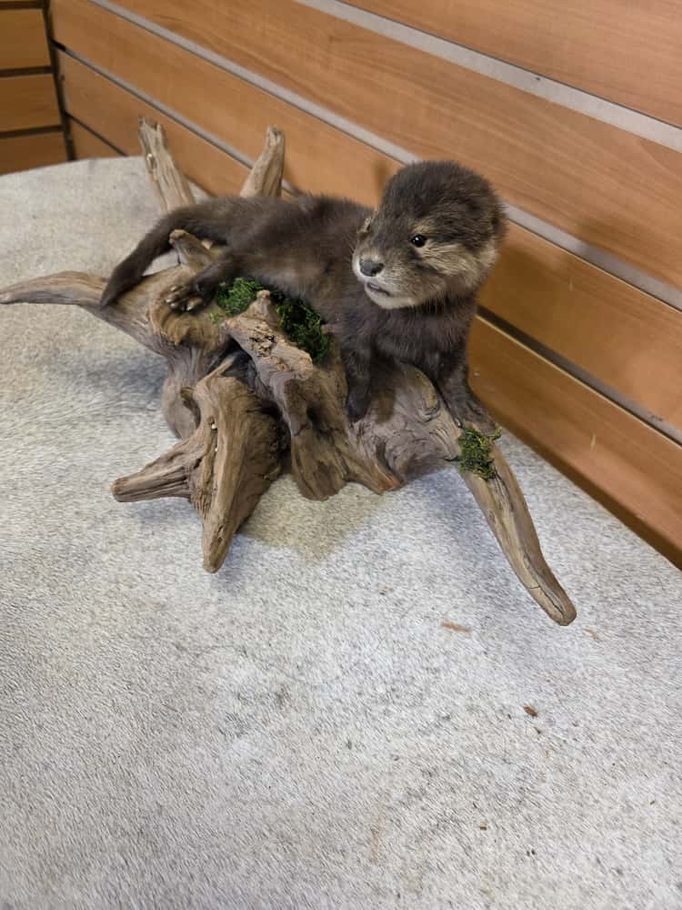 FHCK01 - Rare Baby otter taxidermy mount.
