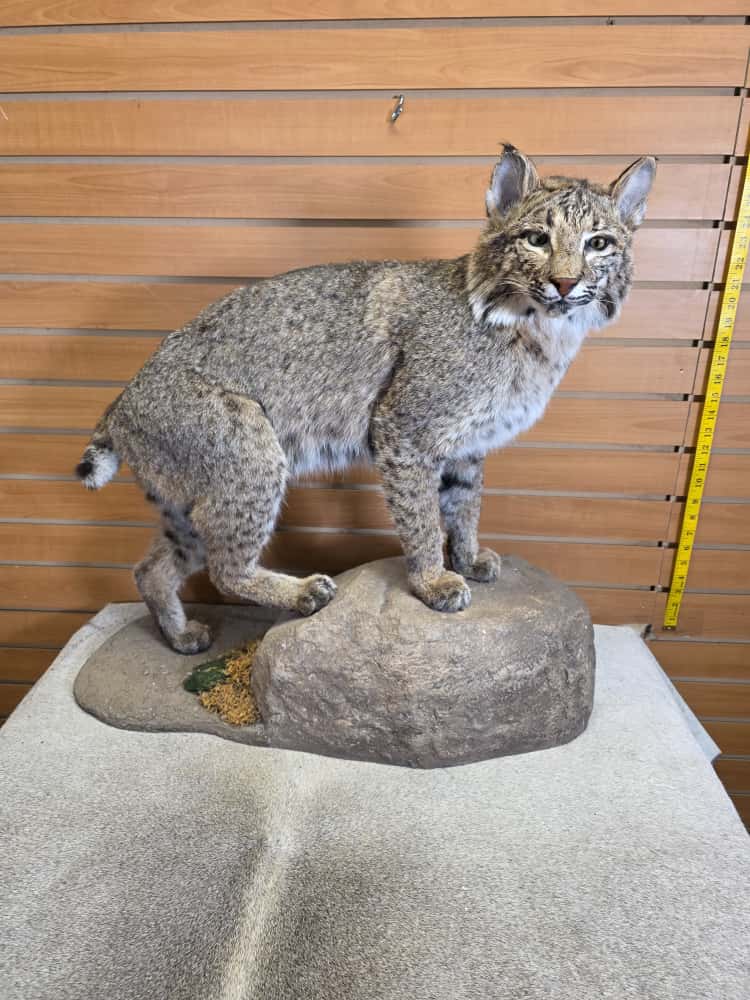 FHEB1013 - Bobcat taxidermy mount