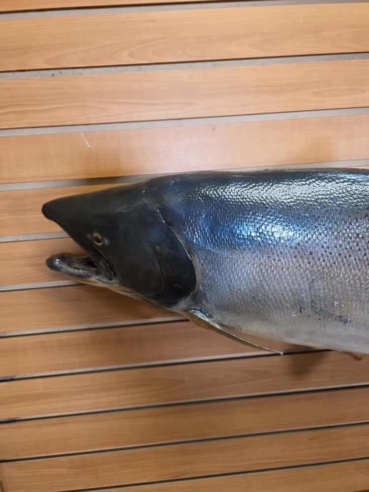 FHCM40 -41" King Salmon Real Skin Fish Taxidermy