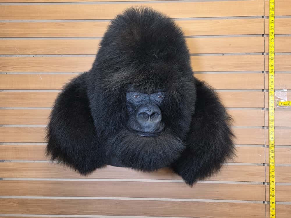 FHCM51 - Reproduction Gorilla Shoulder Mount Taxidermy