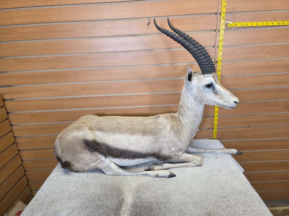 FHCM45 - Thompsons Gazelle Full Body Taxidermy Mount
