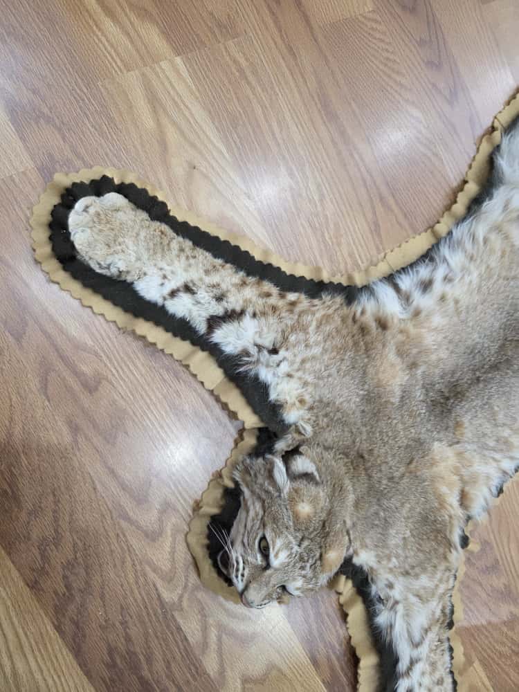 Fh63885 -TAXIDERMY BOBCAT RUG MOUNT 42" LONG