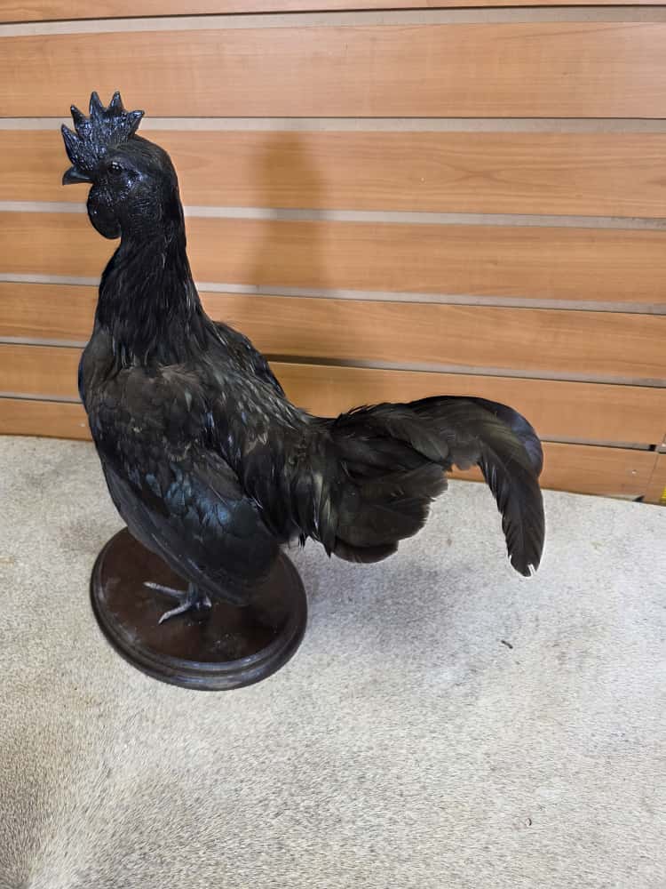 FHCM42 - small Black chicken Cemani taxidermy mount