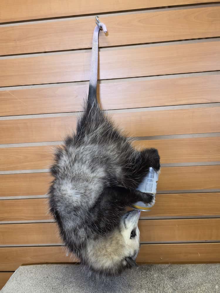 FHCM53 - hanging possum taxidermy mount