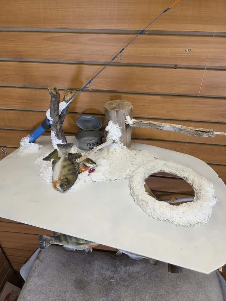 JTV267 - ice fish bluegill skin taxidermy mount
