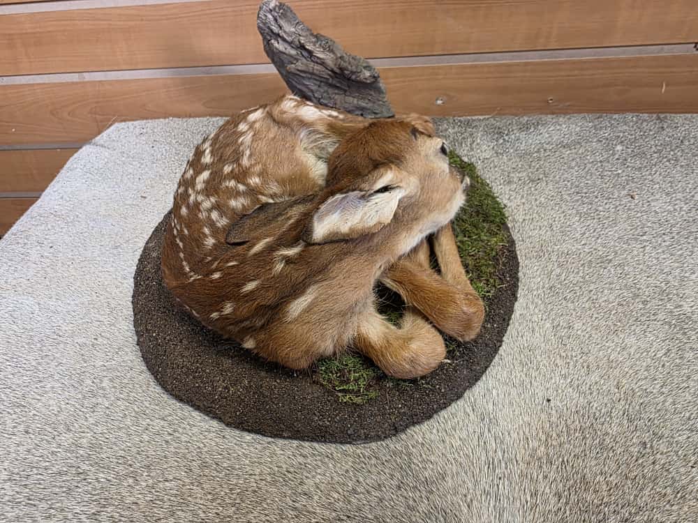 FH1016 - Fawn Baby Deer taxidermy mount