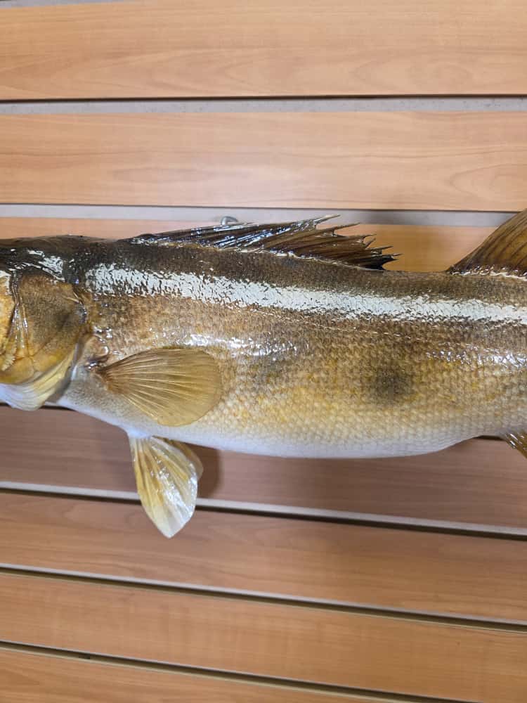 FHCM36 - 25” real skin walleye fish taxidermy mount