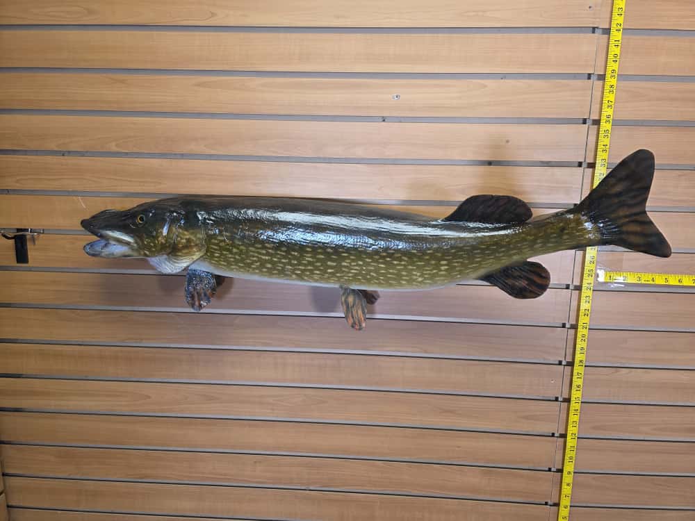 FHCM59 -38" Northern Pike Real Skin Fish Taxidermy