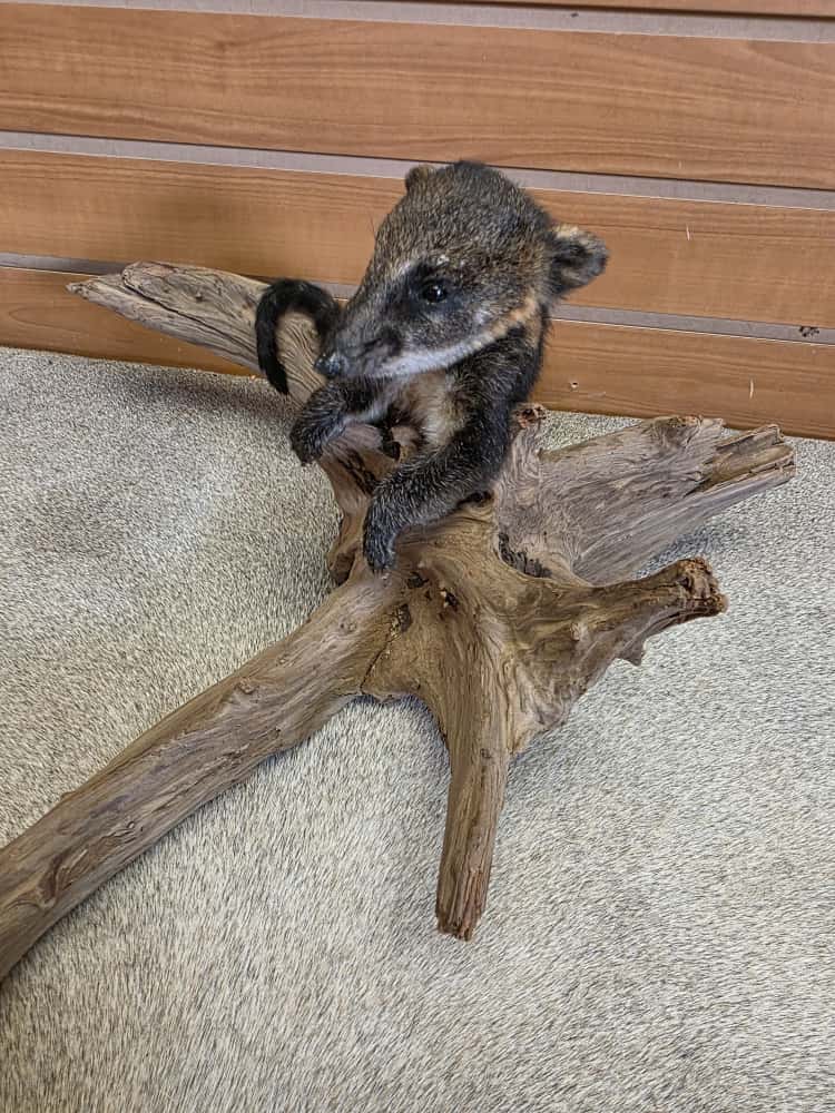 FHCK766 -Baby Coatimundi taxidermy mount