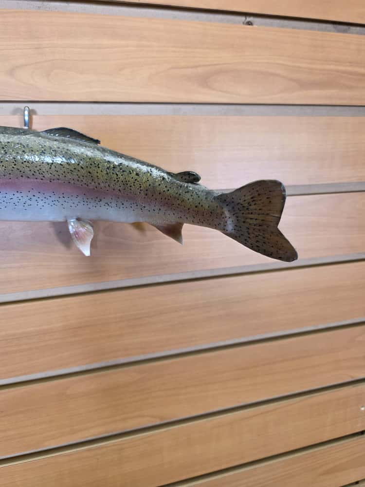 FHCM35 - 12" Rainbow Trout Real Skin Fish Taxidermy