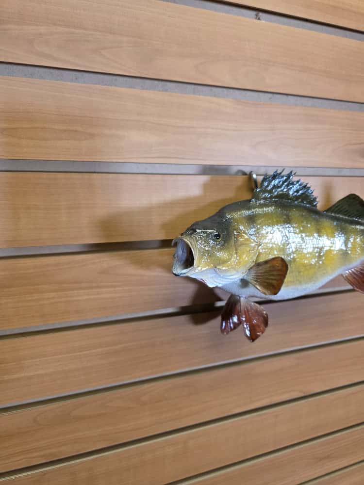 FHCM31 - Perch 12” real skin taxidermy mount