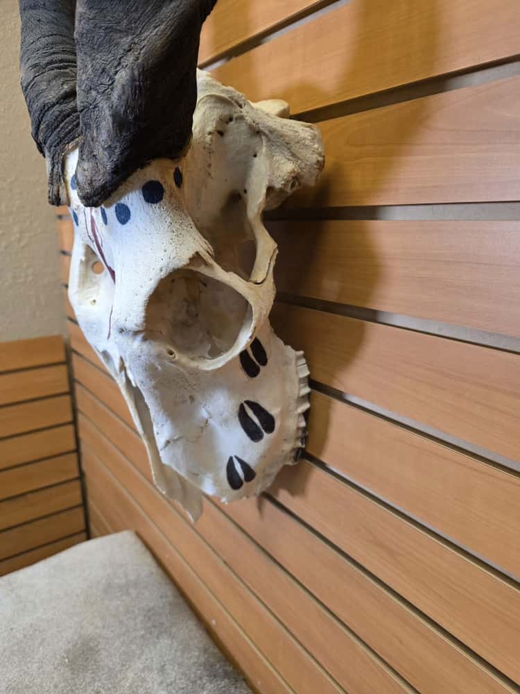 JTV266 - eland skull taxidermy mount