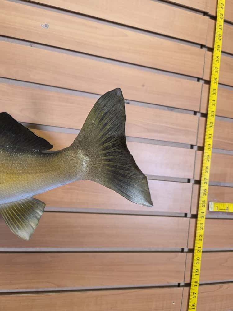FHCM32 - 25” real skin walleye taxidermy mount