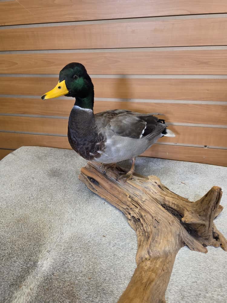 FH7497 -Farm raised domestic mallard duck bird taxidermy
