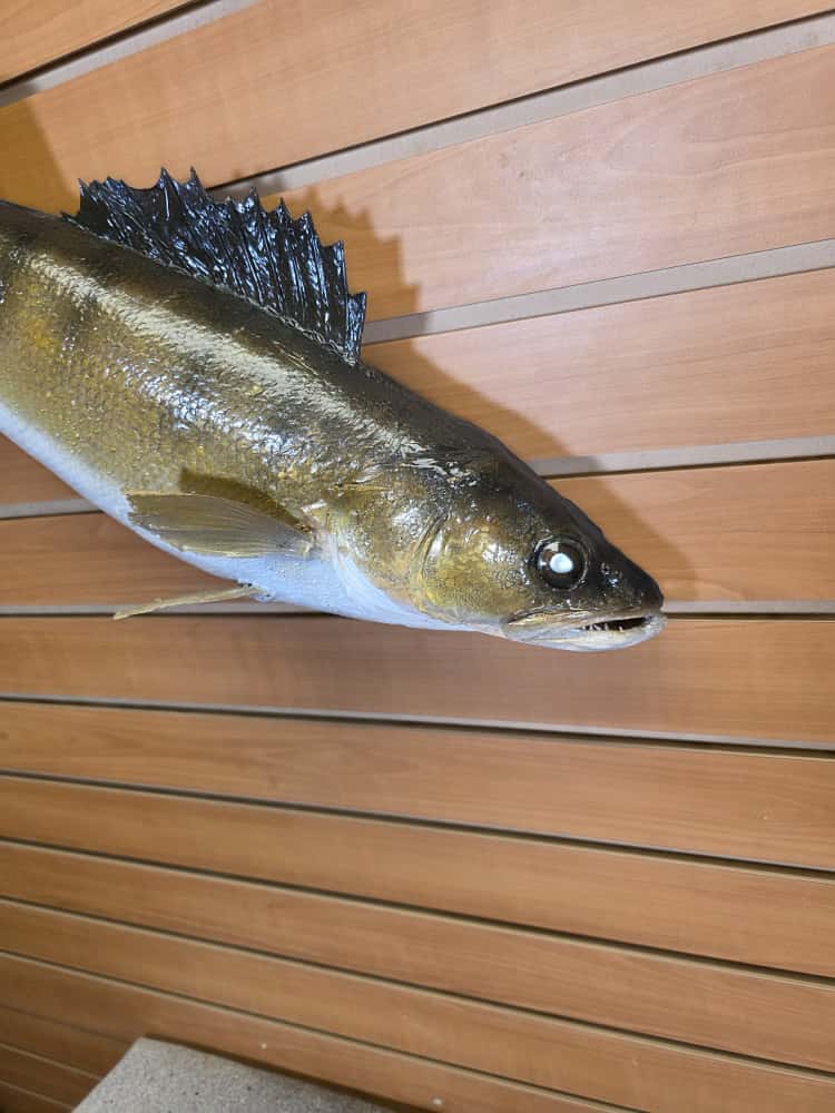 FHCM41 - 27” real skin Walleye taxidermy mount