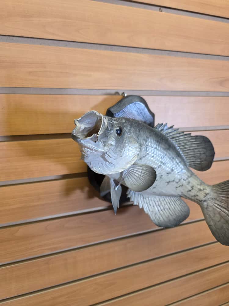 FHMF1 - 14” Crappie fish real skin taxidermy mount