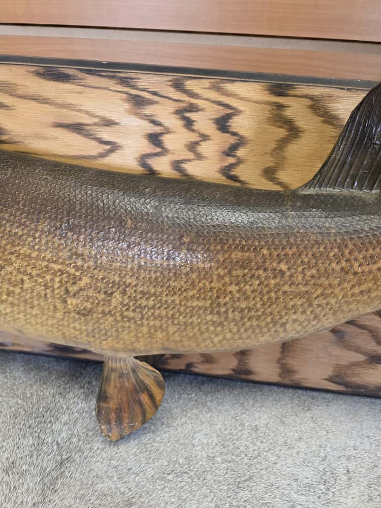 FHMN28 - real skin northern pike 39” fish taxidermy