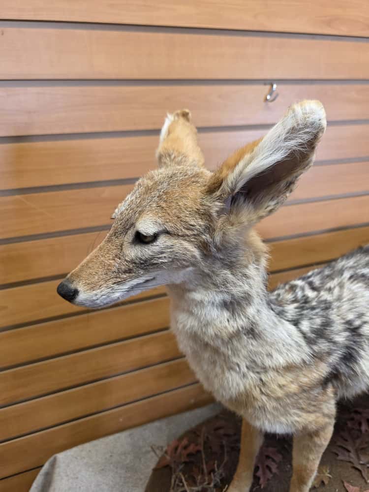 FHCM46 - African Black Jackal taxidermy mount