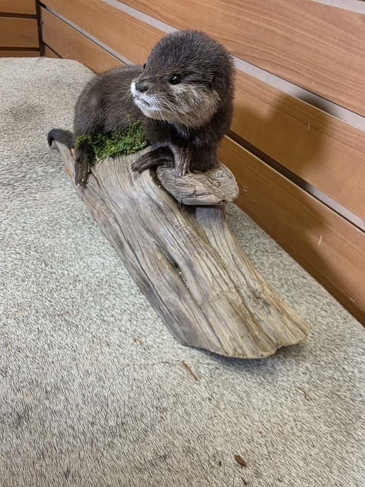 FHCK02 - Rare Baby otter taxidermy mount.