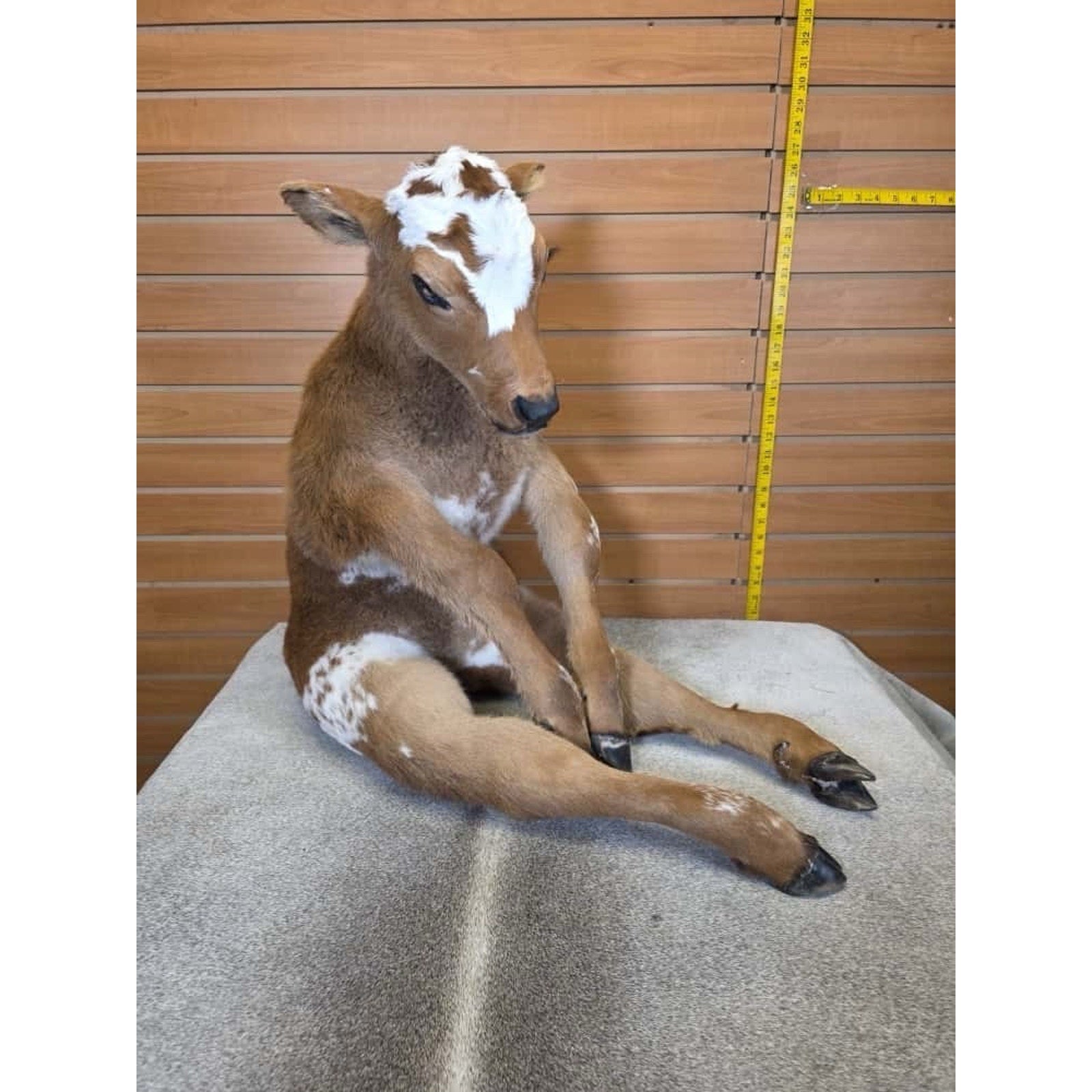 FH1443-Baby Calf Taxidermy Mount