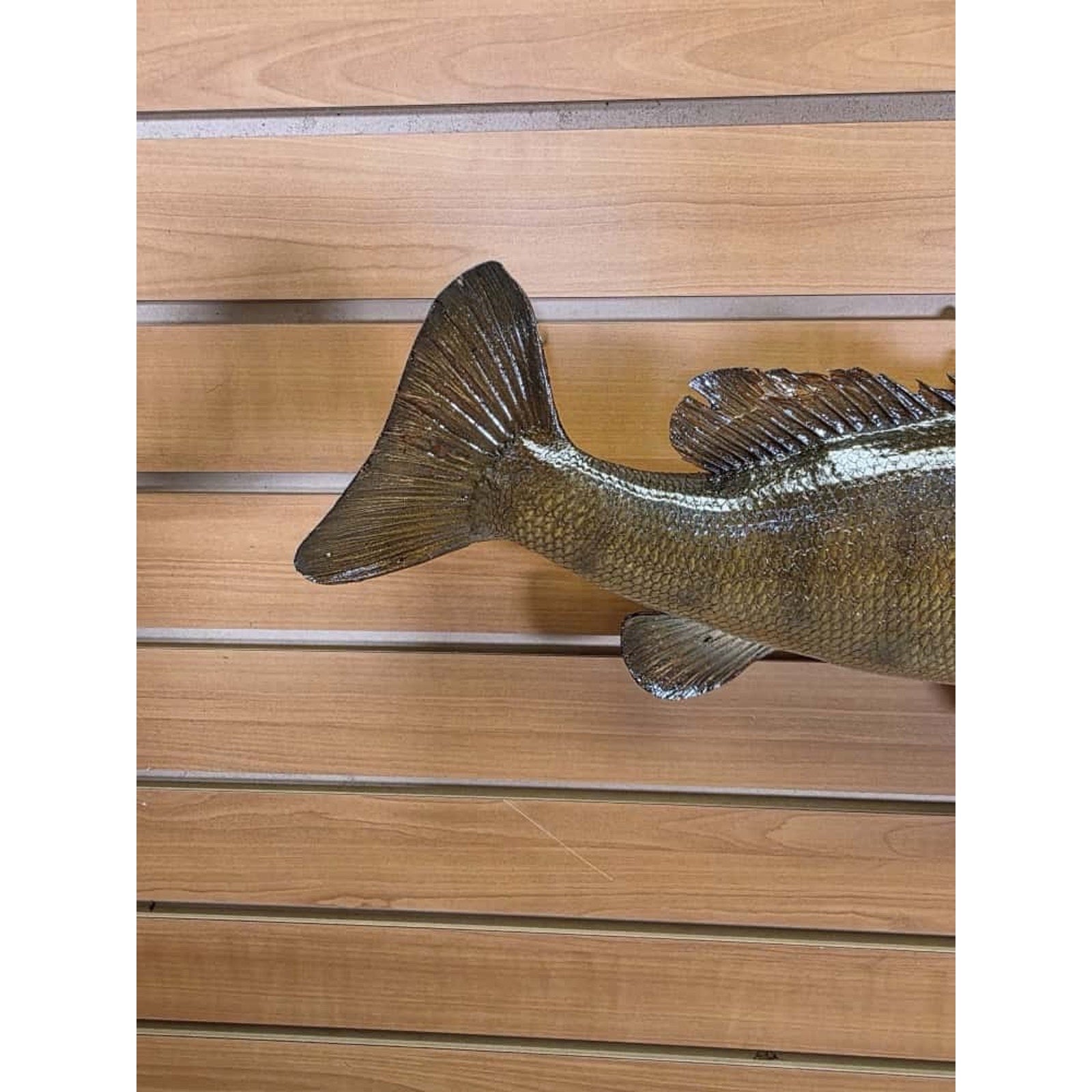 JTV207 - Small Mouth bass 17 1/2” Real Skin Fish Taxidermy Mount